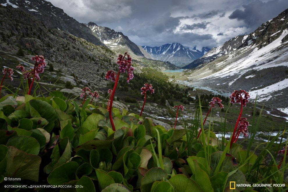 Цветы Бадана.