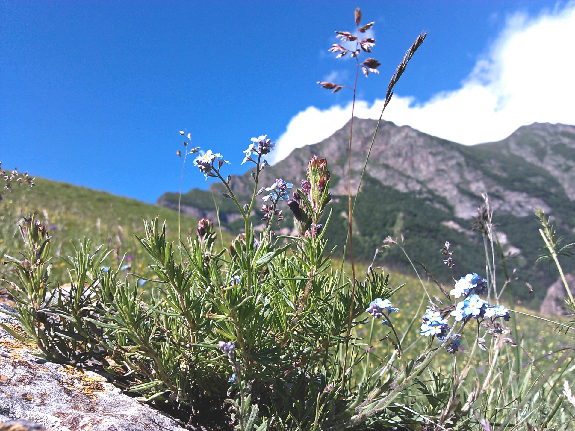 Горное разноцветие