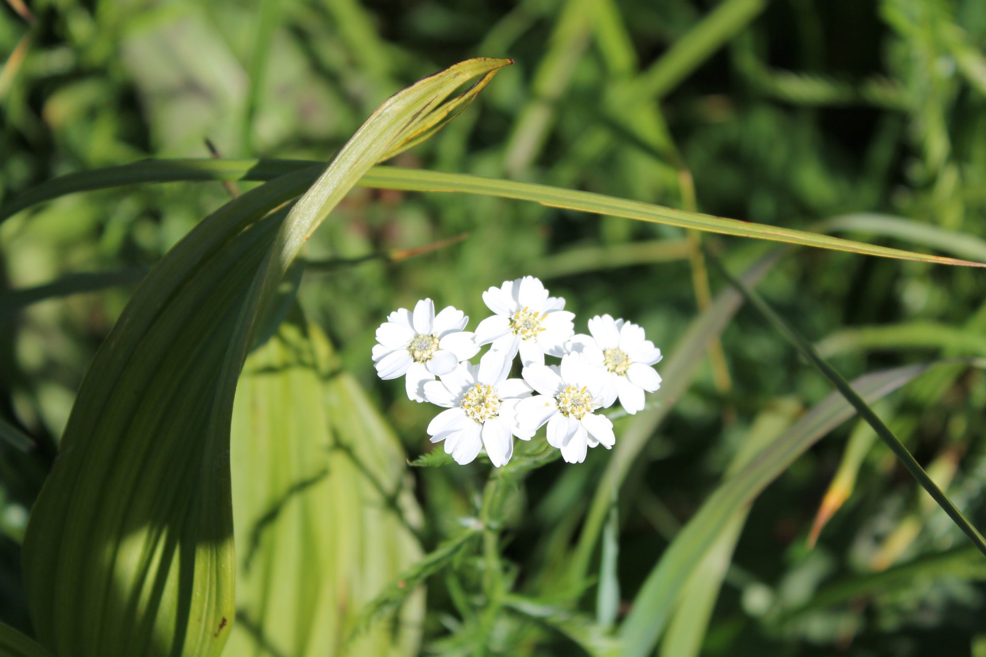 Тысячелистник "олимпийский"