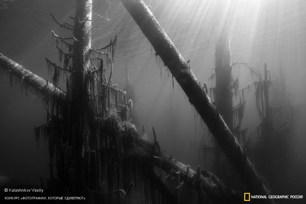 Шишкин. Медведи ушли