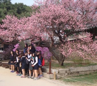 Цветение сакуры около дворца Кёнбоккун