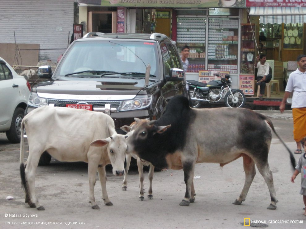 Телячьи нежности