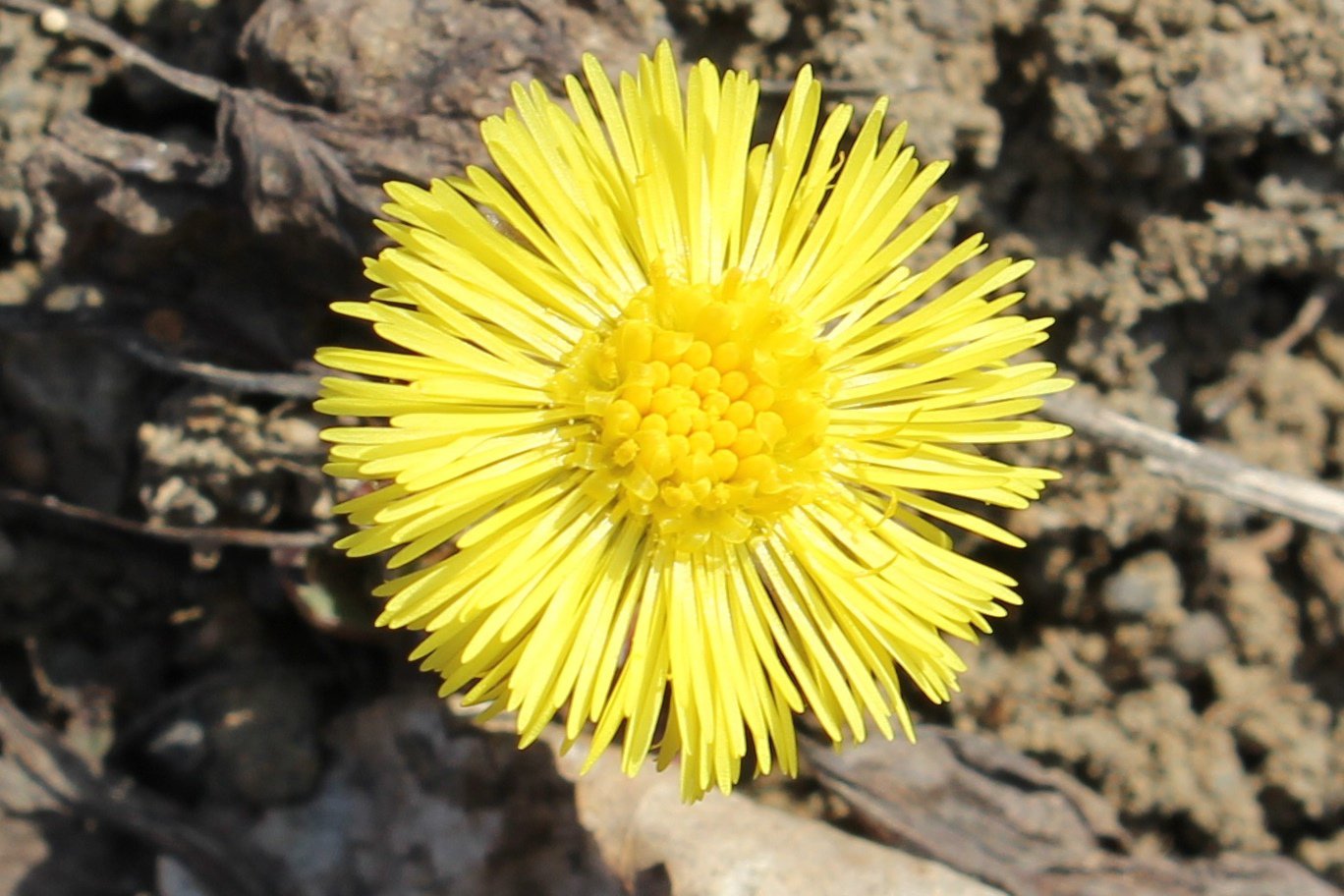 Мать-и-мачеха: осколок солнца