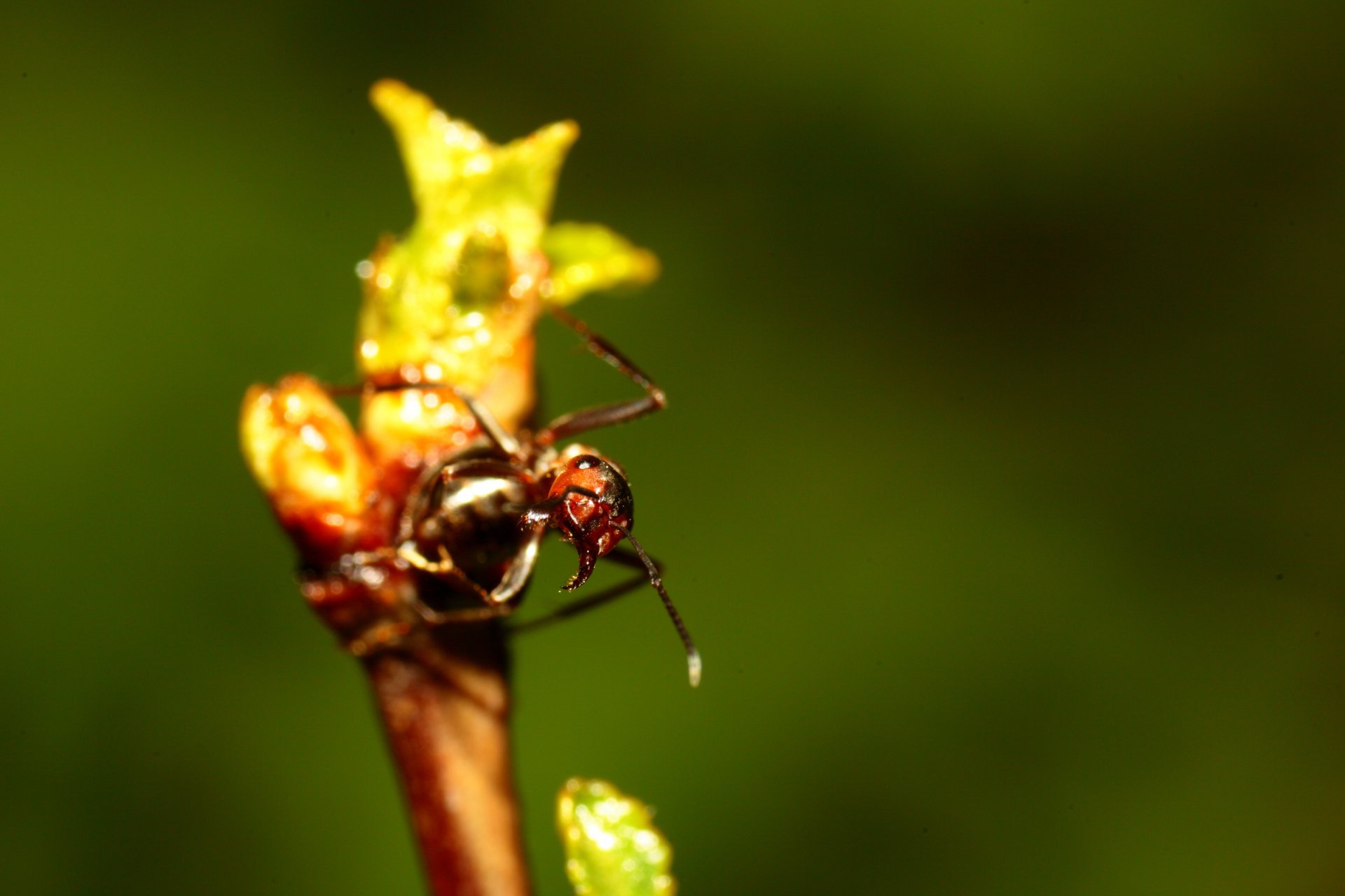 Сторожевой муравей