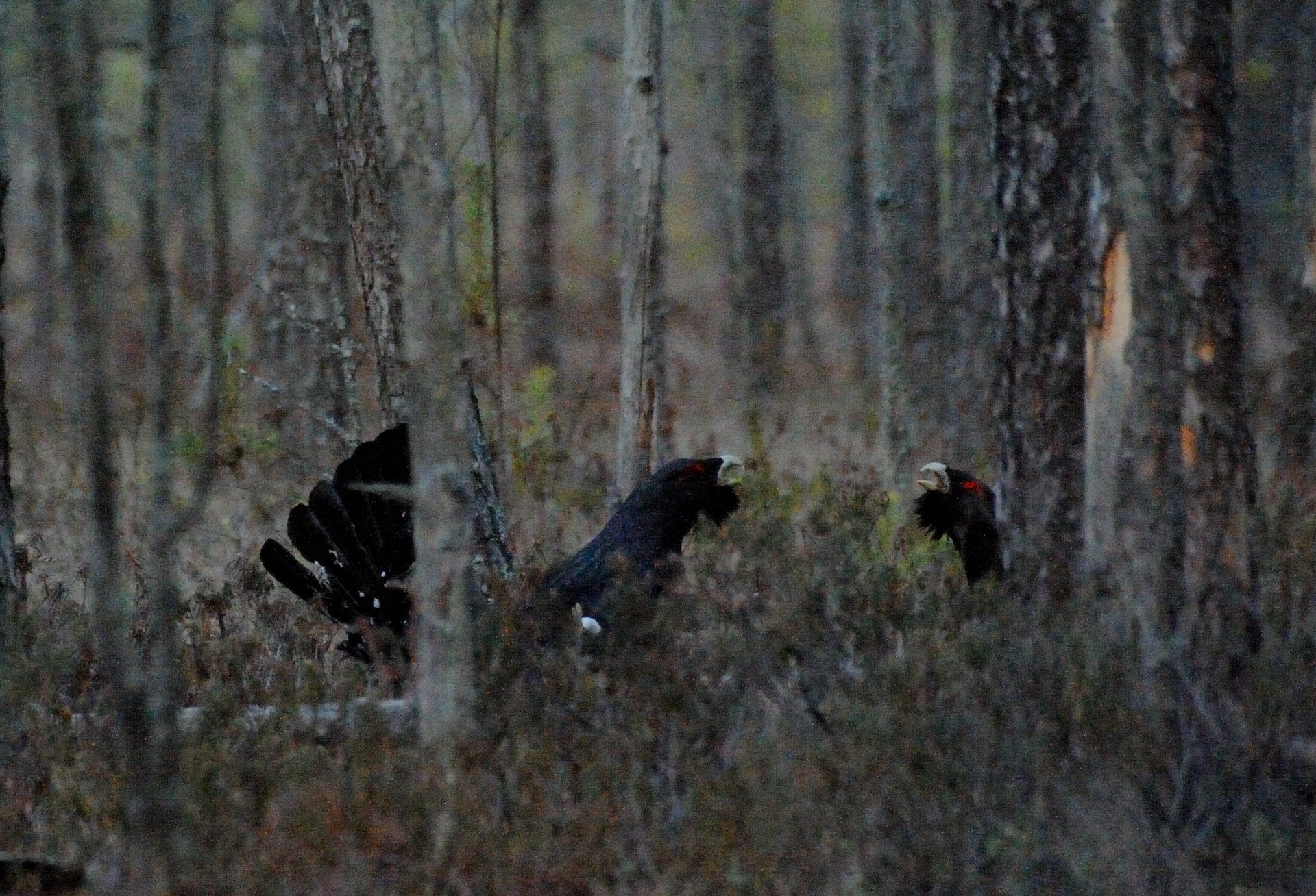 Глухариные бои
