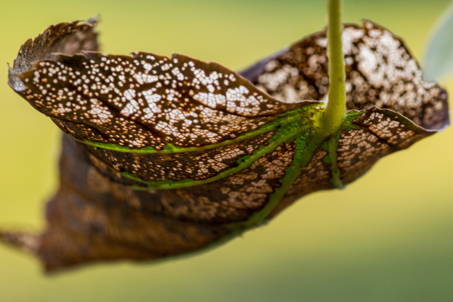 Хрупкий баланс