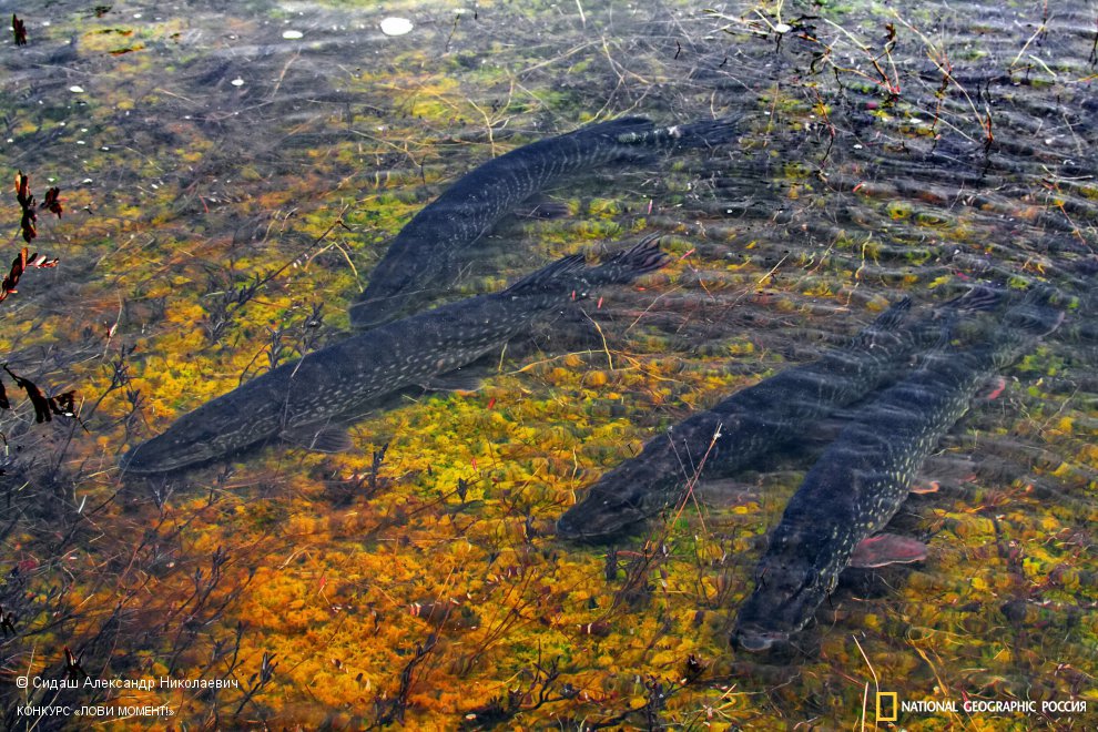 Щучья стоянка