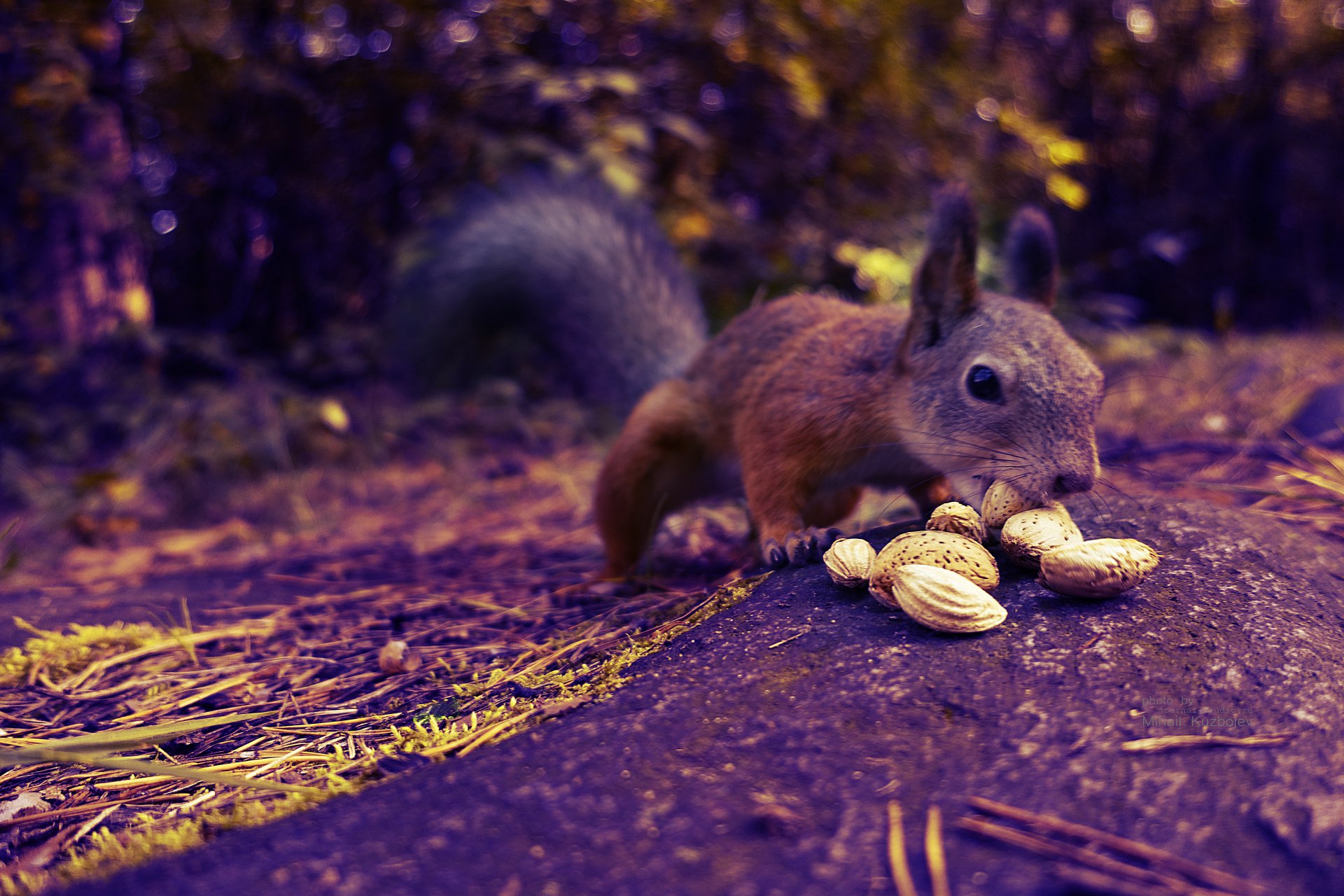 Белка лакомится орешкакми