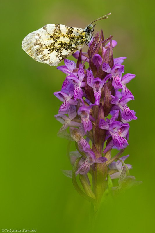 Зорька — Фото №28393