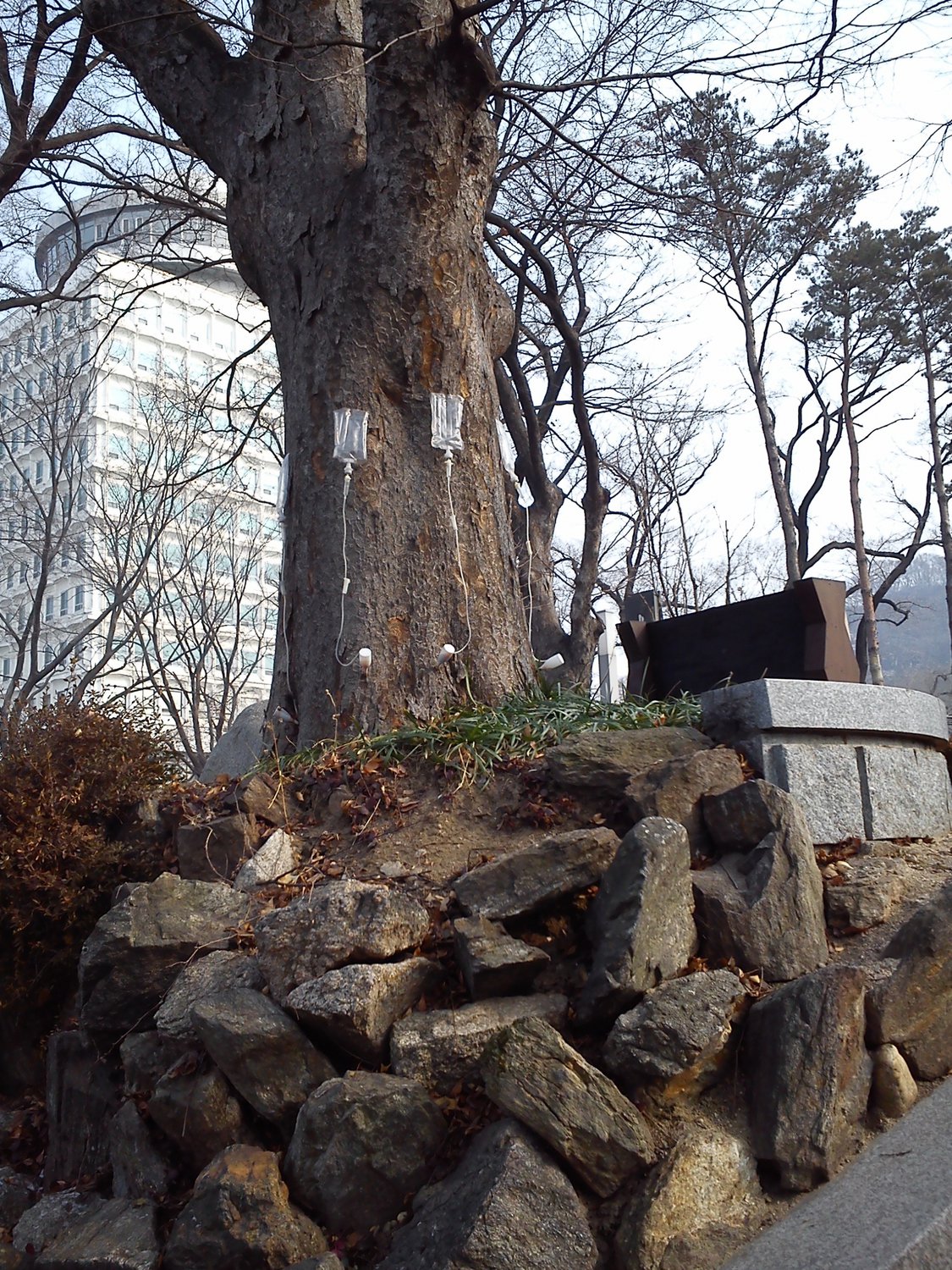 Заботливая Корея