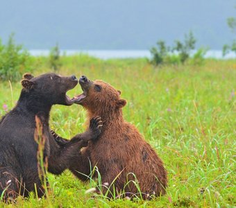 Любовь медвежья