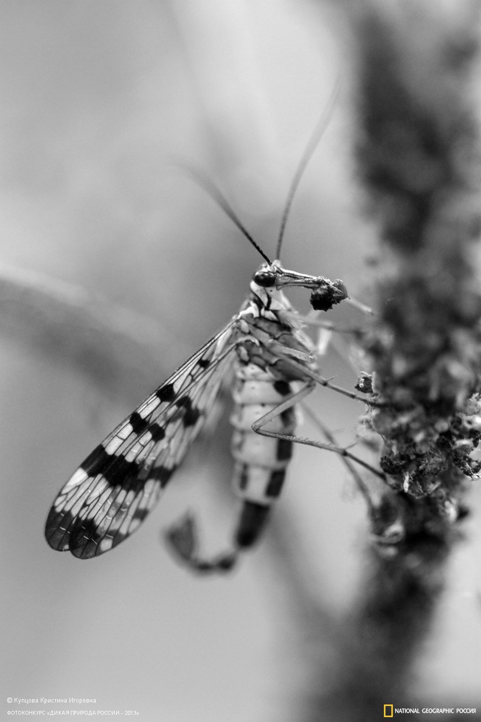 Муха-скорпионница