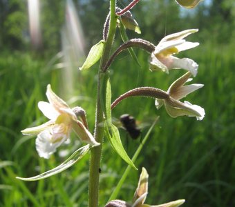 Сибирская орхидея