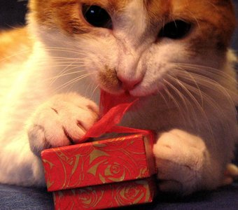Подарки любят даже коты