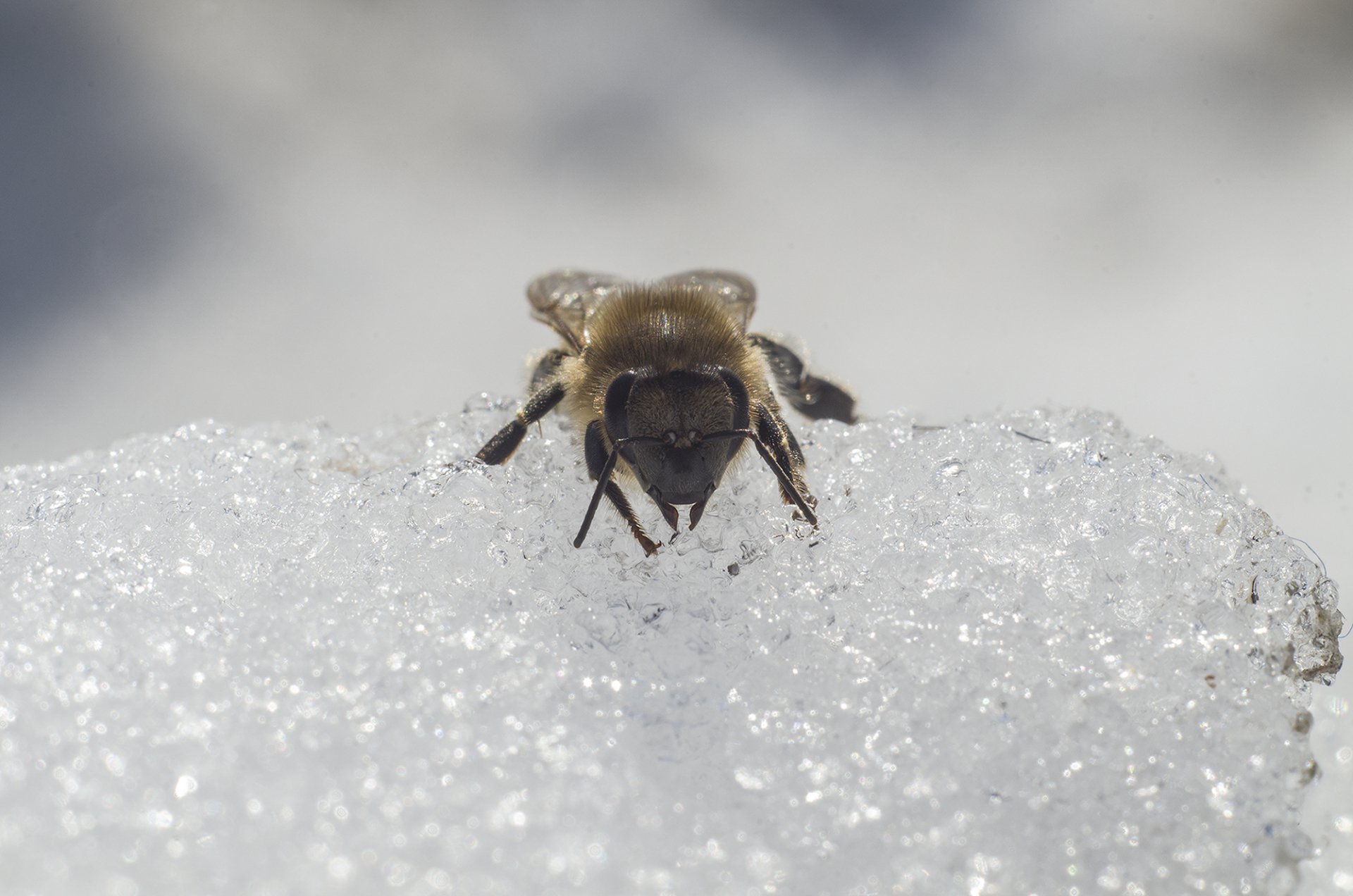 Из жизни пчел