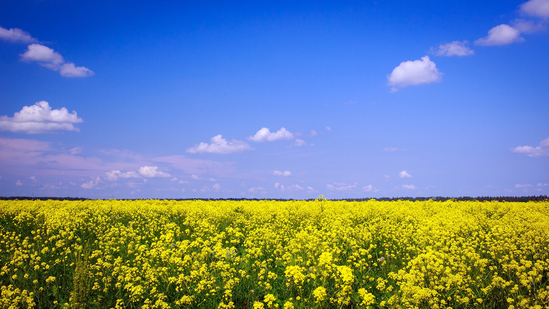 Поле сурепки