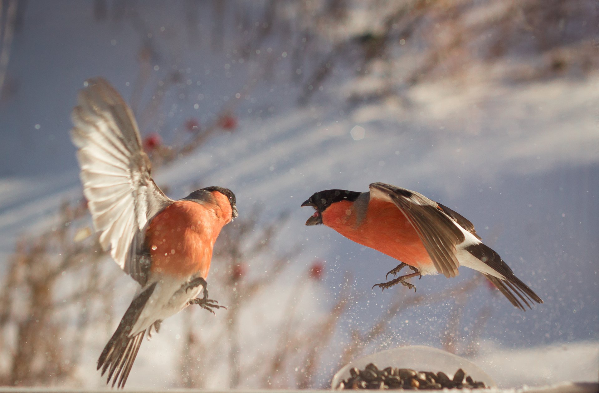 Я здесь главный!