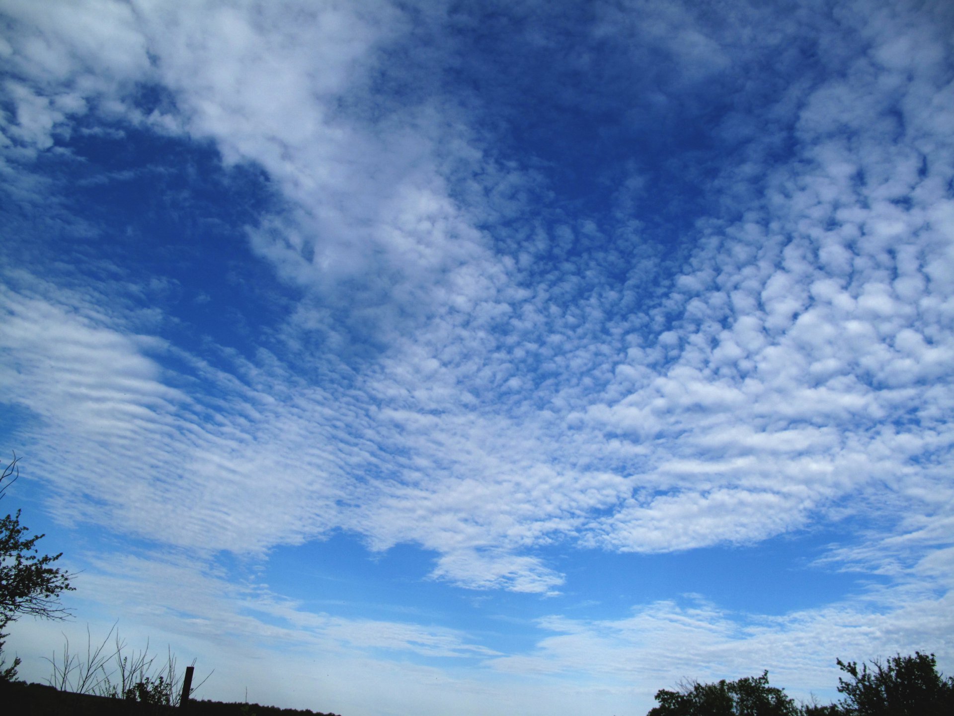 Чеширский кот