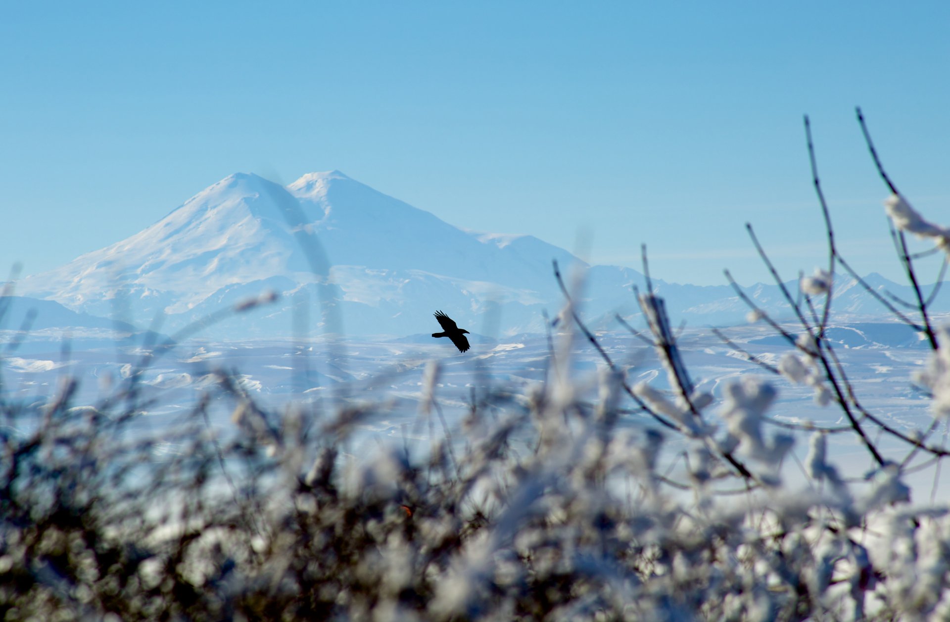 Чёрная птица