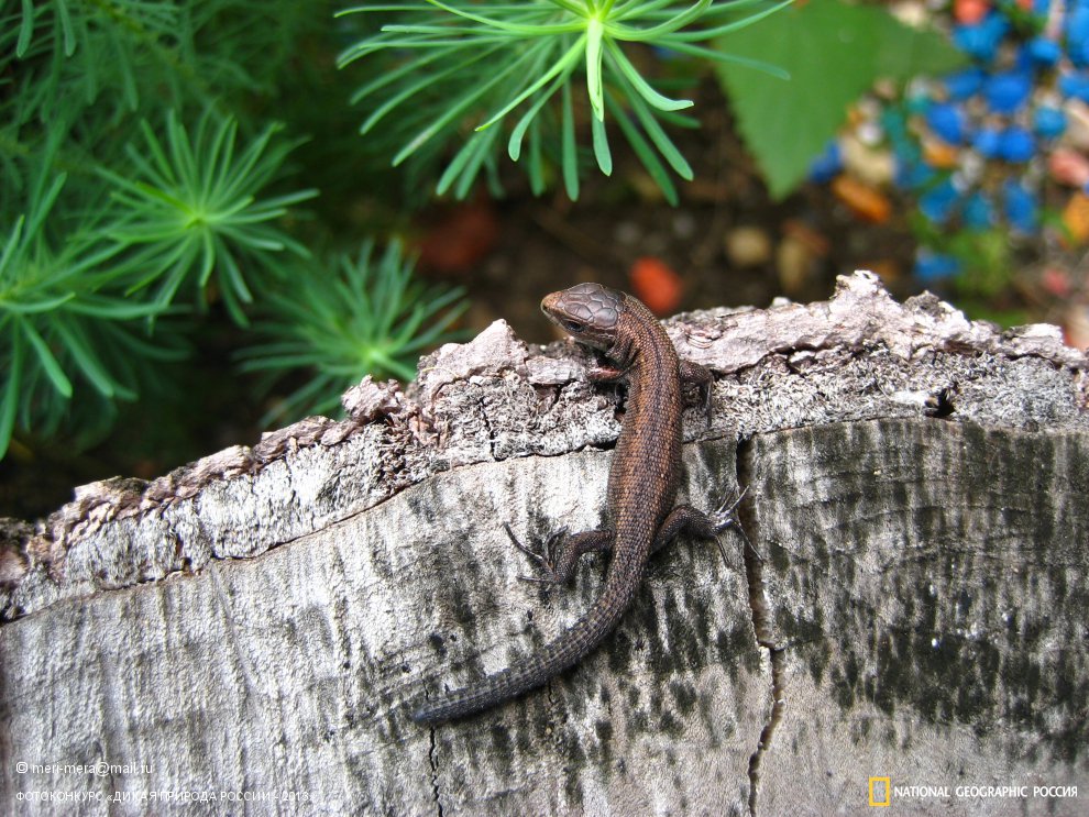 Дикий Ящер.