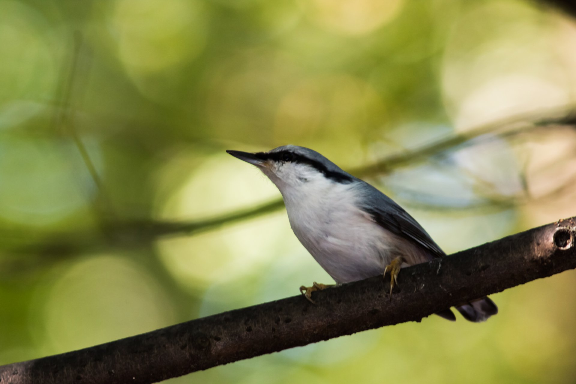Портрет поползня