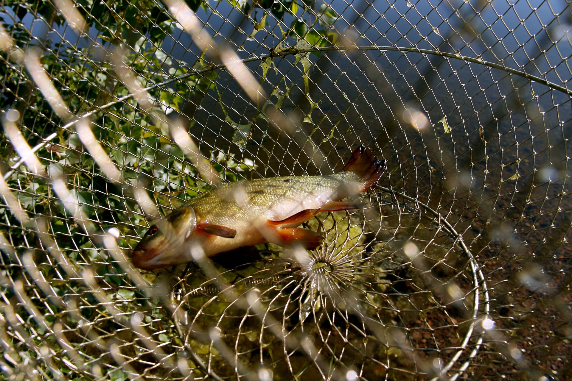 Одна единственная