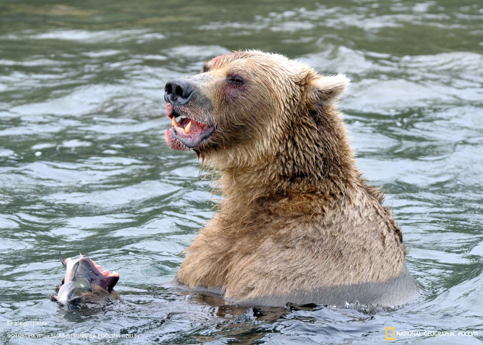 «О-о-о, бедный «Йорик»!!! Я знал его...»