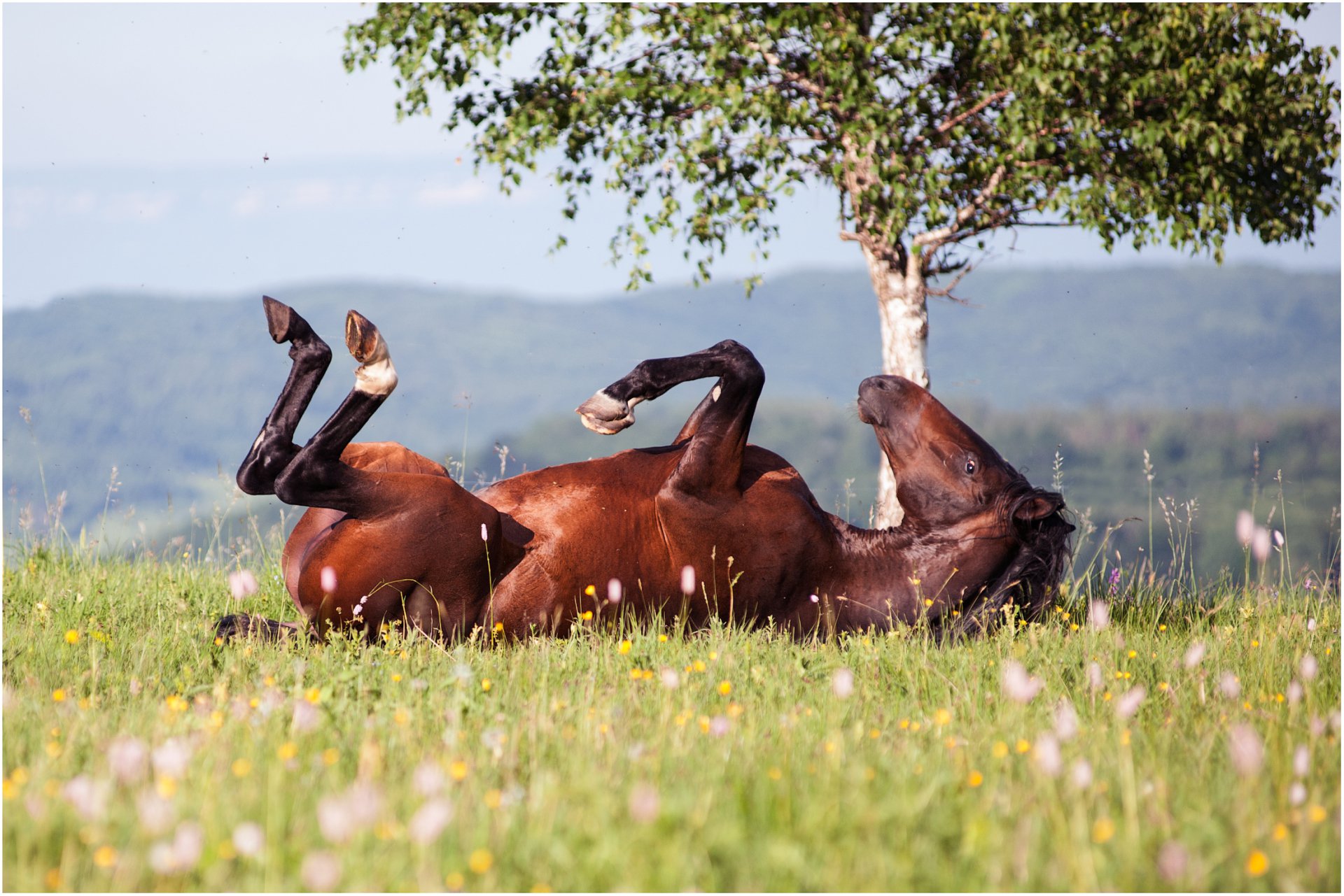 Лошадка набегалась. Лошадка отдыхает