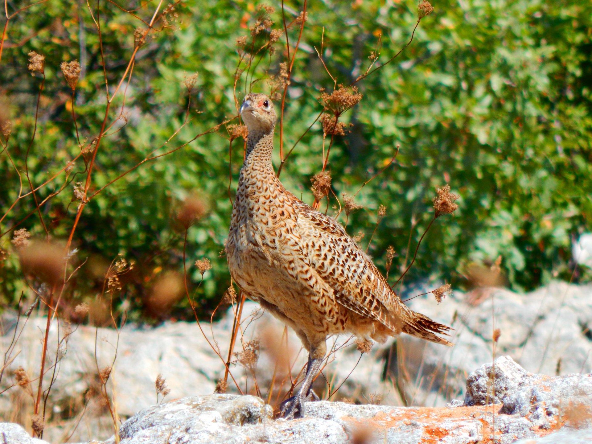 Крымский фазан.