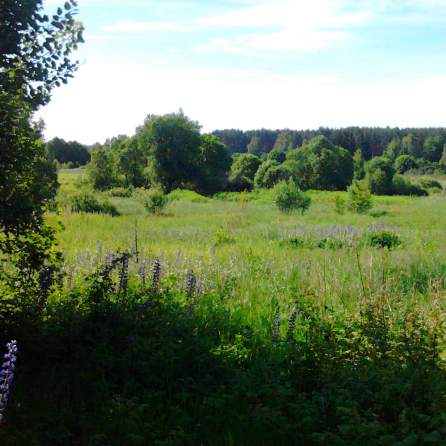 Утреннее поле