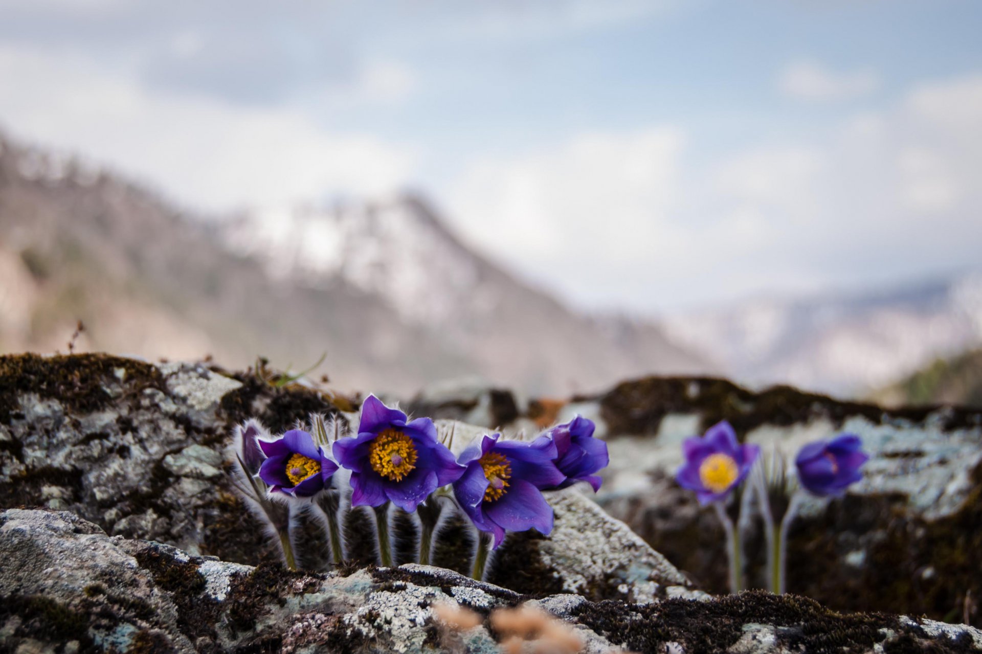 Весны привет