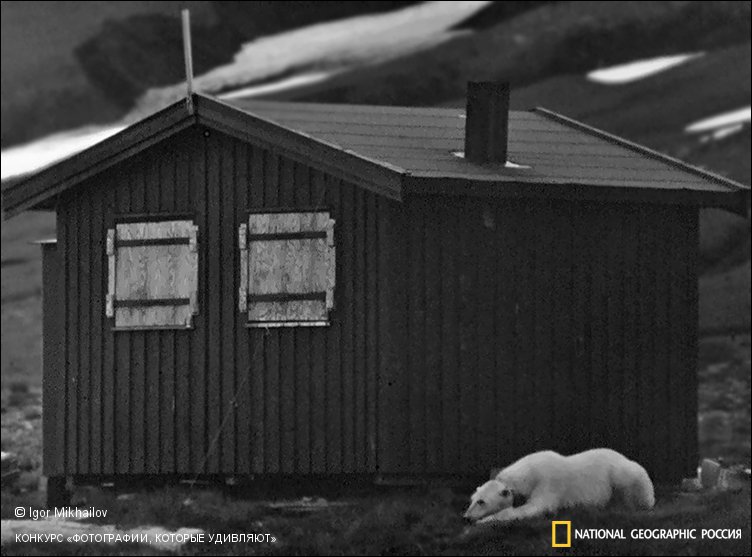 Жил был пес