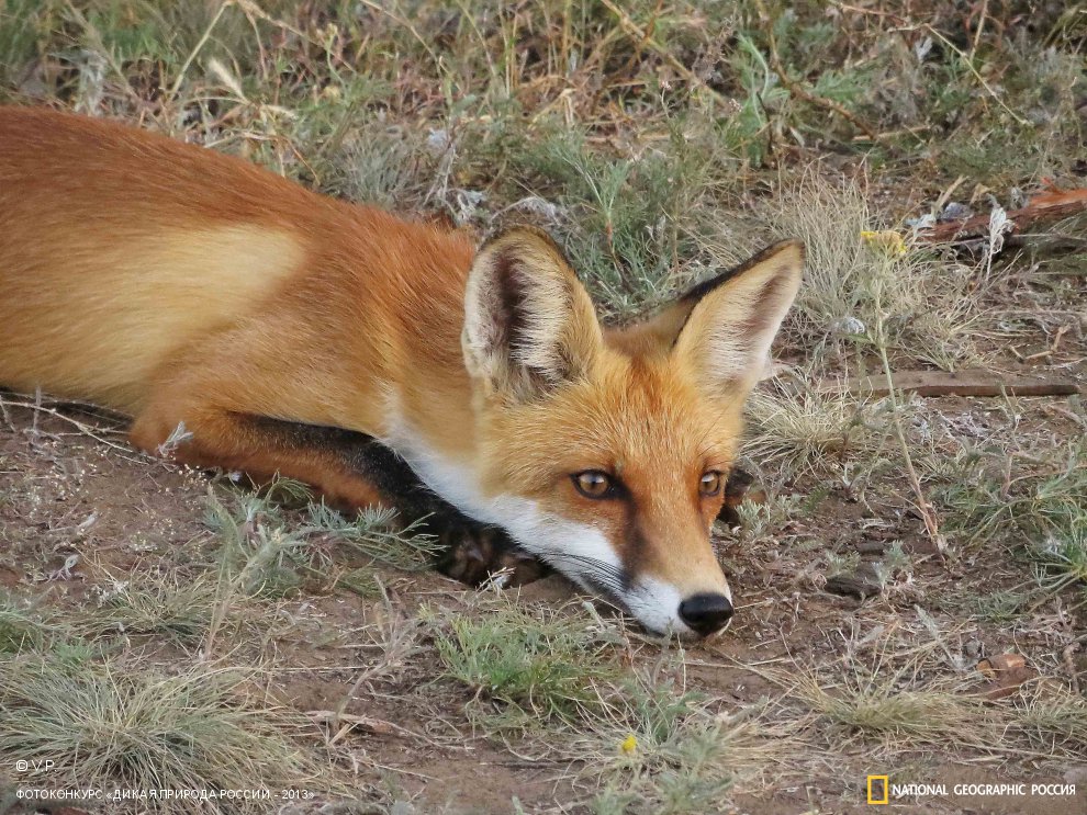 Лисьи мечты