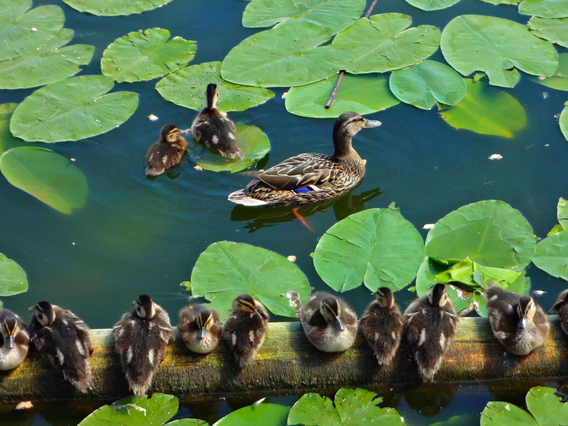 Утиное семейство