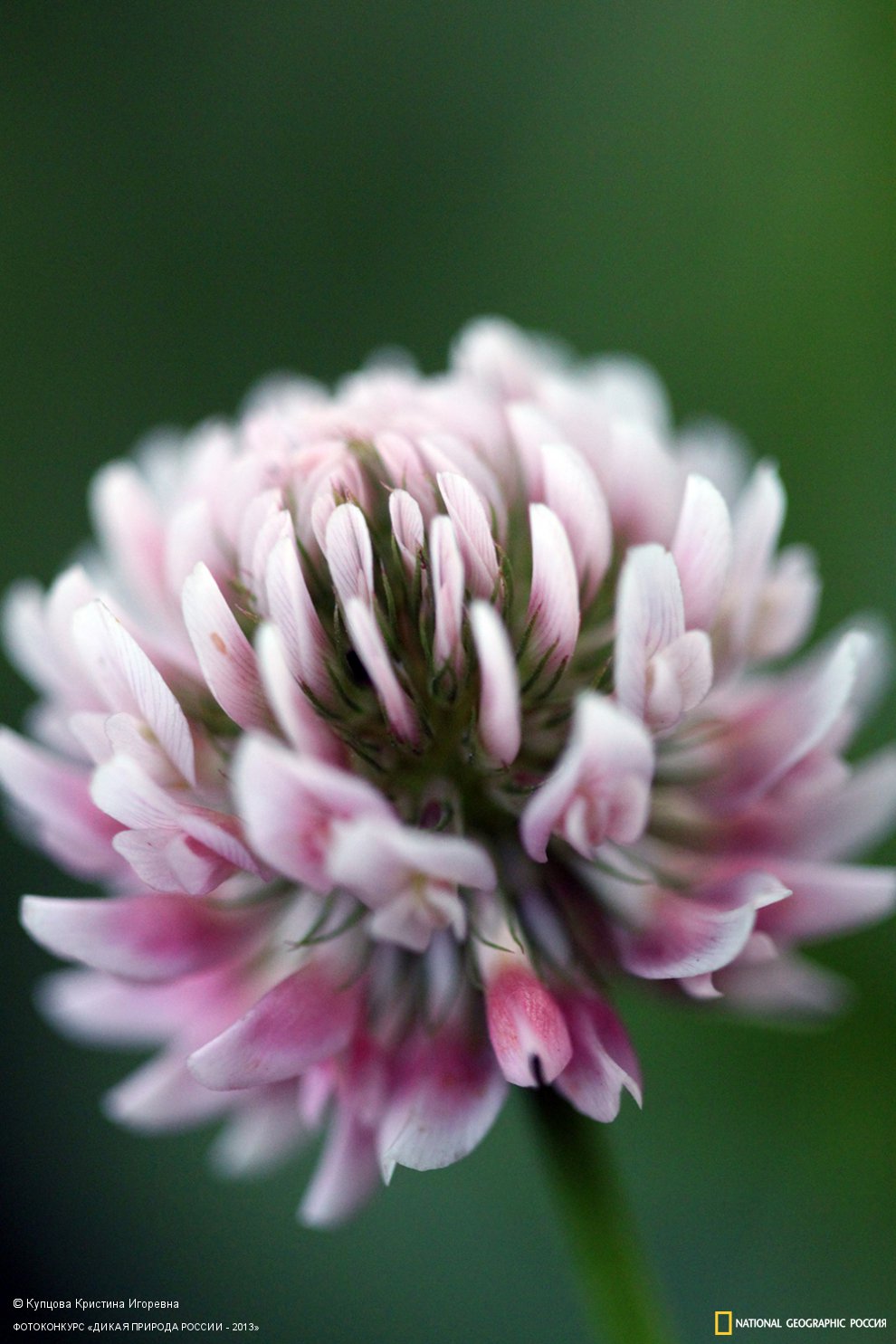 Клевер луговой