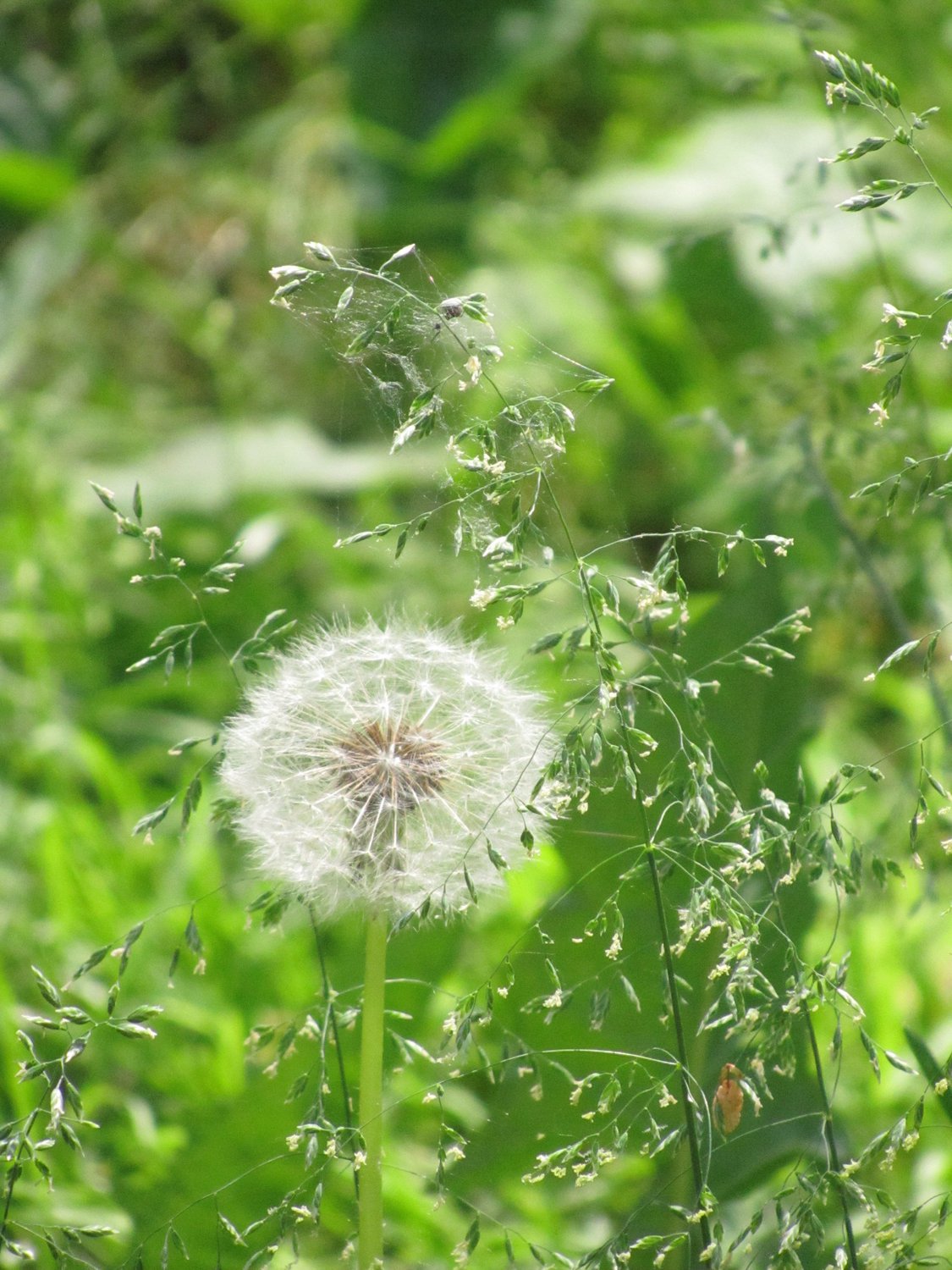 Легкий и воздушный, ветерку послушный...