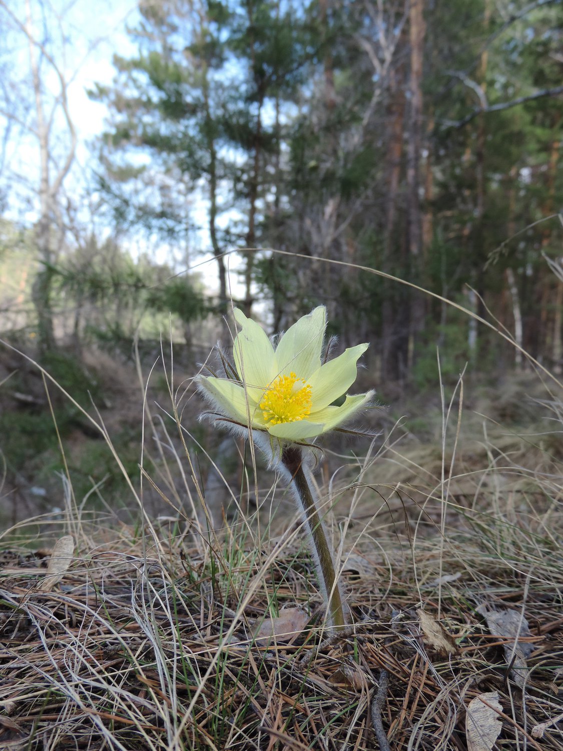 Солнышко лесное