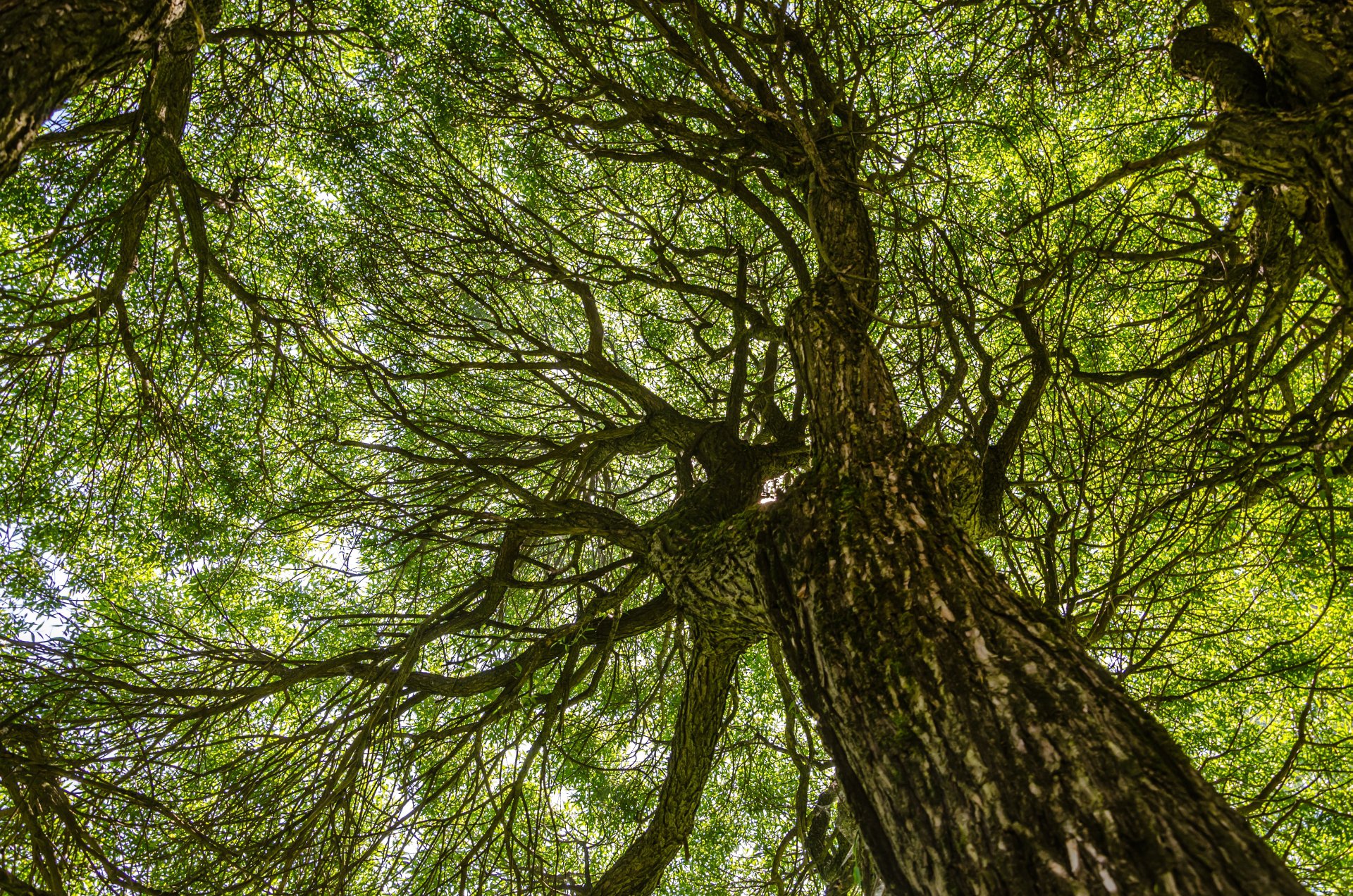 Взгляд из под дерева