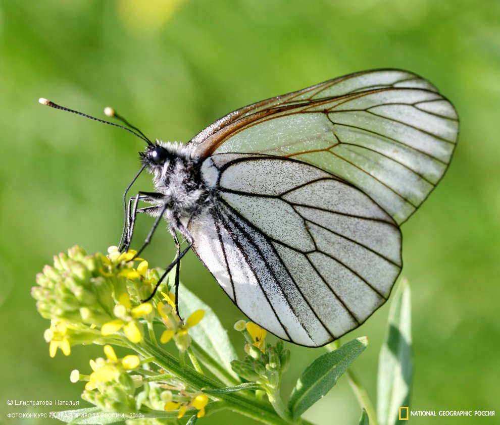 Грациозная белянка
