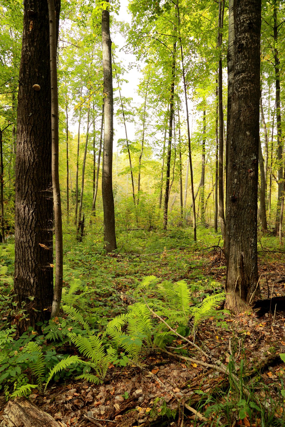Лесное матюнино пруд ульяновская область. Погода лесное ульяновская область на 10 дней. Село канасаево ульяновская область. Огуп ульяновский лесхоз. Лесное никольское ульяновская область.