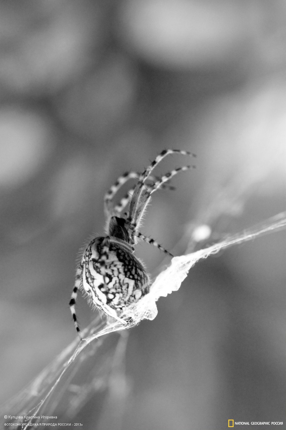 Страж времени