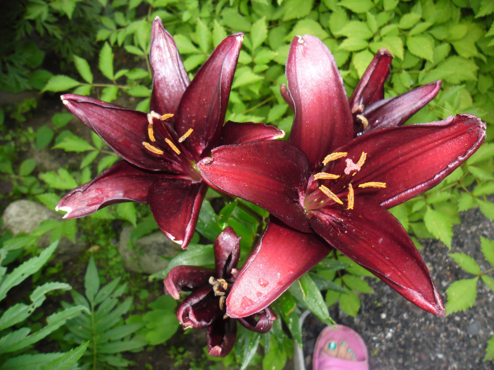 "Лилия" Псковская обл. г Невель