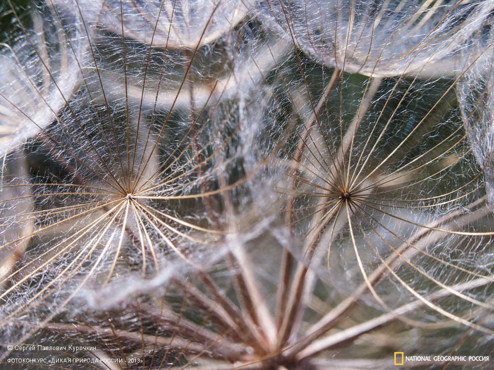 Giant Dandelions