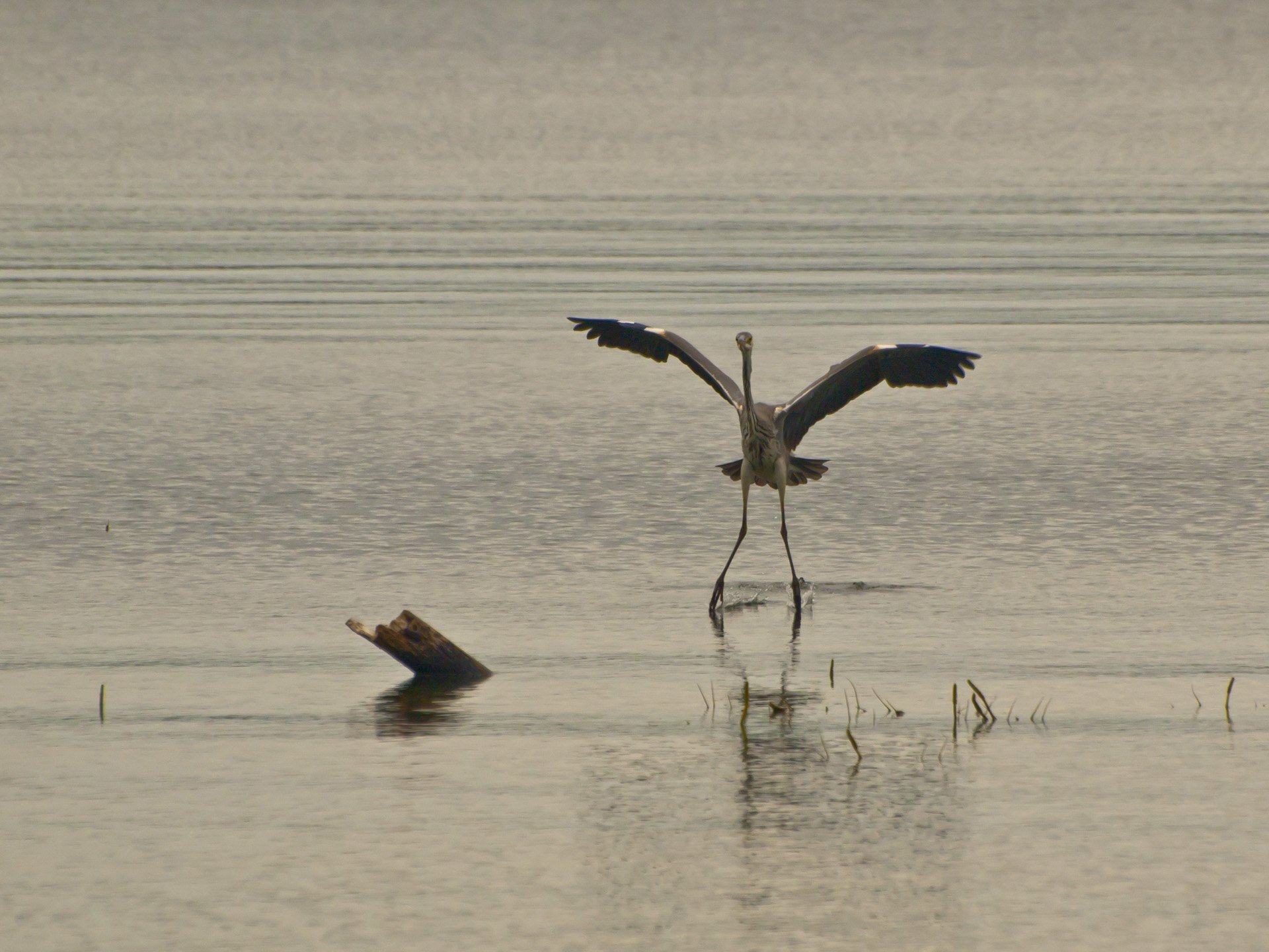 Виндсерфер
