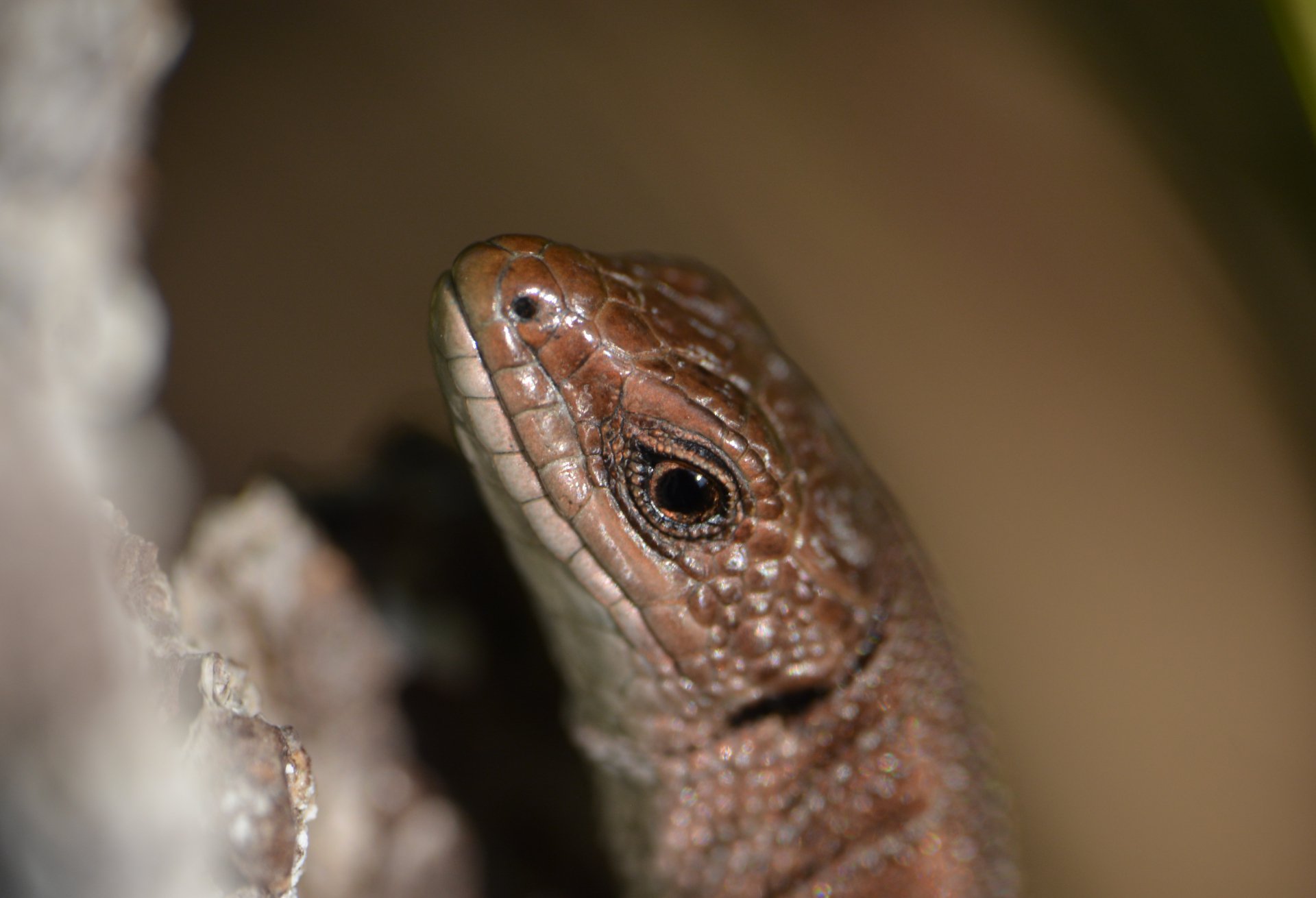 Портрет ящерицы