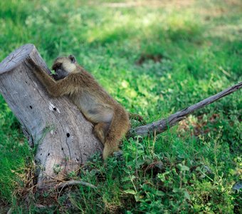 Спят на ветке бабуины