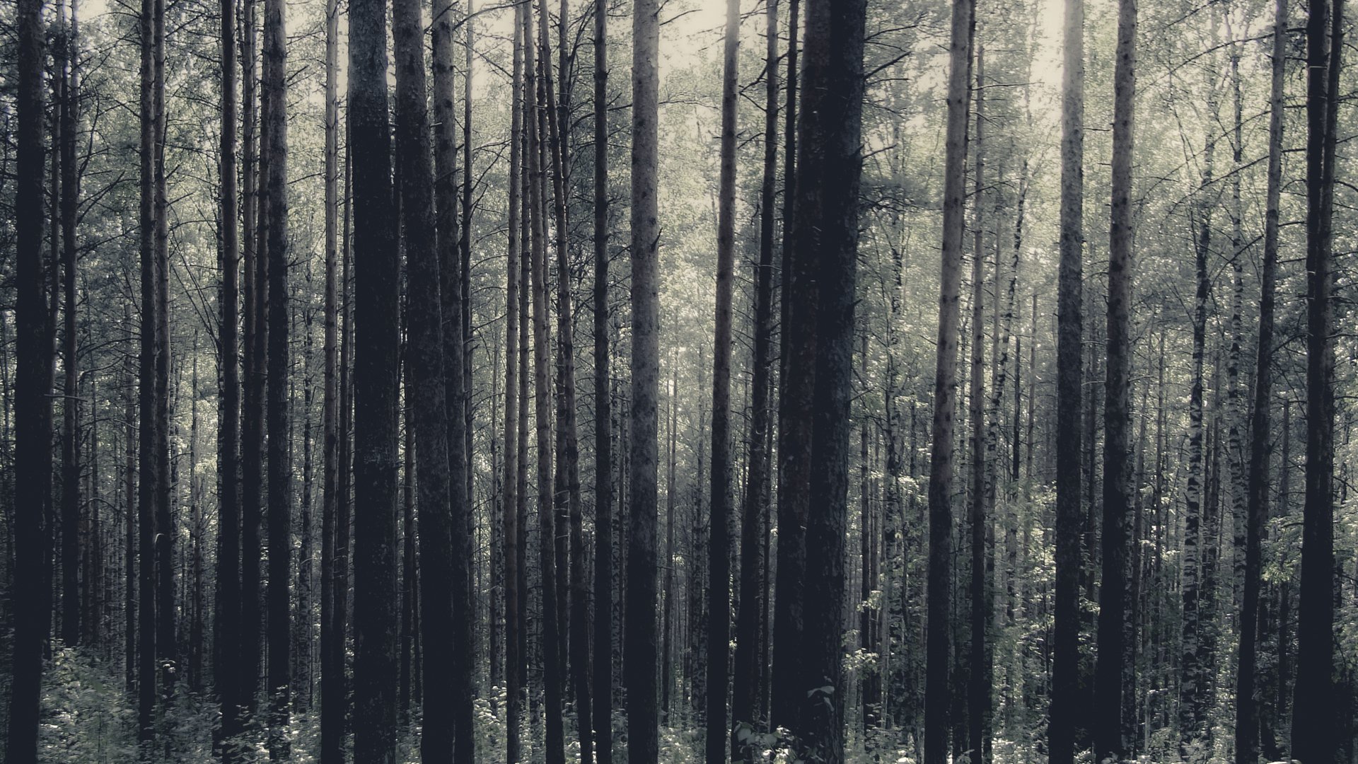 в глубоком лесу