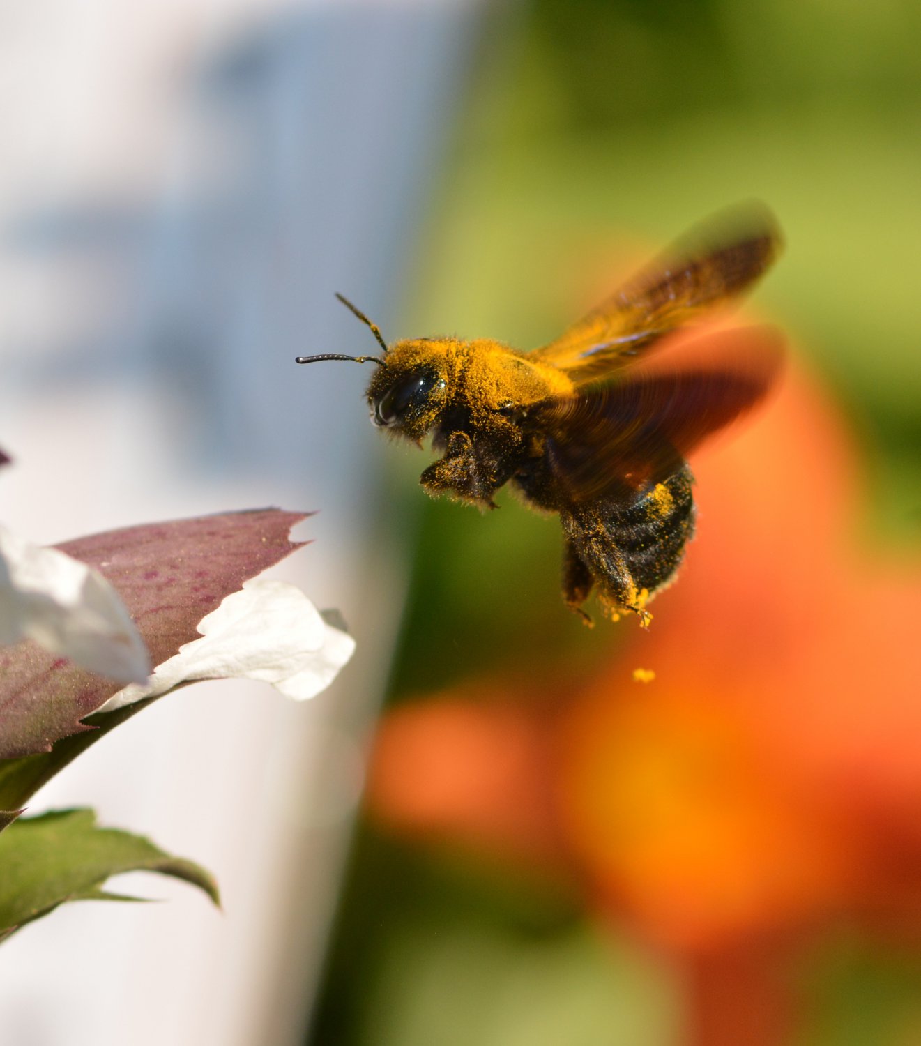 Полет шмеля