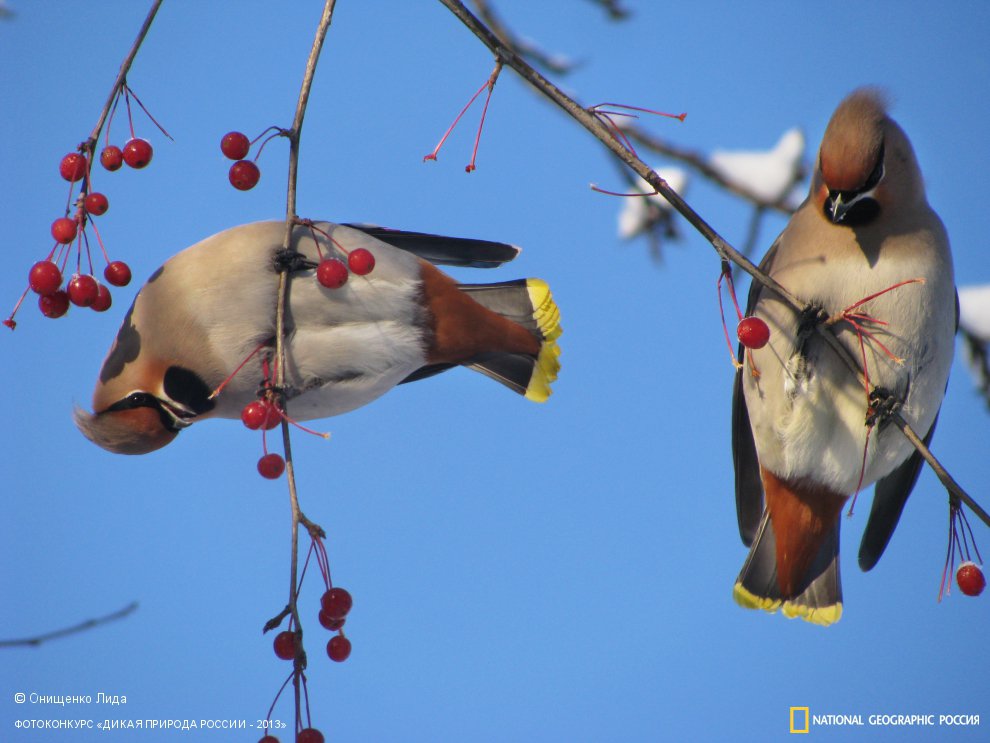 Свиристели. Иркутская область, Бодайбо.