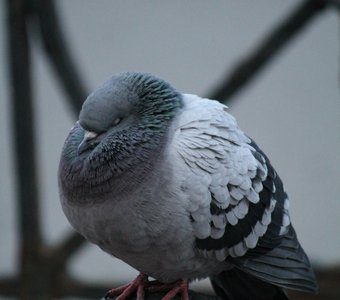 /upload/iblock/20c/20c801fe6bd4d9ca5e3658be820d442e.jpg